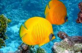 Los peces se reconocen en el espejo y tienen mejor memoria de lo que crees