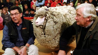 ¿Qué ocurre si no se esquila una oveja?