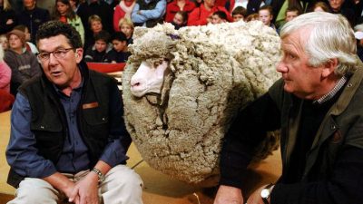 ¿Qué ocurre si no se esquila una oveja?