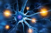 Aseguran haber descubierto una forma de comunicación a distancia en el cerebro