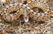 Descubre por qué las serpientes perdieron las extremidades