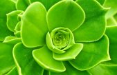 Plantar un jardín podría ser el secreto de la longevidad