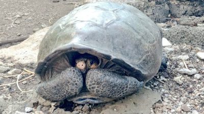 Hallan en Galápagos tortuga gigante considerada desaparecida hace un siglo