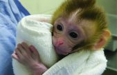 Nace una cría de macaco a partir de tejido testicular prepúber