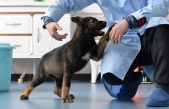 China clona a uno de sus mejores perros policía para ahorrar en entrenamientos