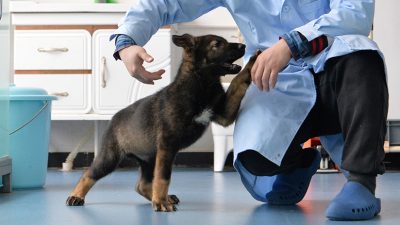 China clona a uno de sus mejores perros policía para ahorrar en entrenamientos