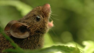 Los ratones cantores muestran cómo dialogamos los humanos