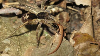 Biólogos de U. de Michigan y Perú capturan espeluznantes fotos de arañas amazónicas