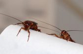 Nacen, crecen y con CRISPR desaparecen: cucarachas estériles para acabar con las plagas
