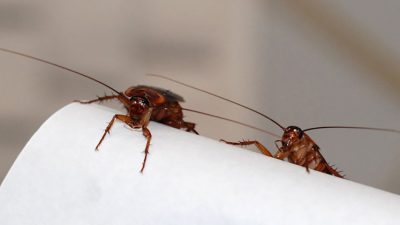 Nacen, crecen y con CRISPR desaparecen: cucarachas estériles para acabar con las plagas