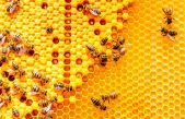 ¿Los veganos comen miel? ¿Cuál es la razón?