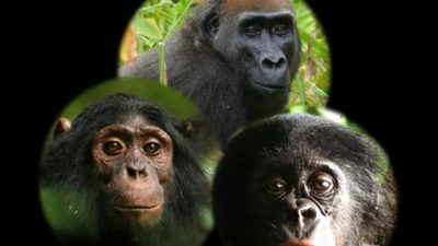 Así reaccionan chimpancés, gorilas y bonobos ante una cámara en el bosque