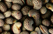 Picolay: Cómo crear imágenes 3D en Windows