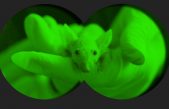 Consiguen modificar la vista de ratones para que vean en infrarrojo