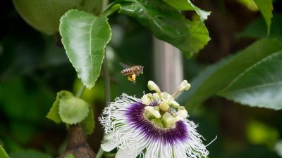 Equinoccio de primavera: ¿por qué este año es el 20 de marzo en vez del 21?