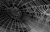 ¿Tela de araña como músculo robótico? Sí, es posible