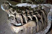Encuentran en Neuquén una nueva especie de dinosaurio ornitópodo