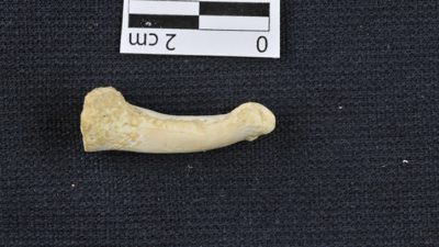 Una nueva especie humana coetánea al ‘Homo sapiens’ vivía en Filipinas