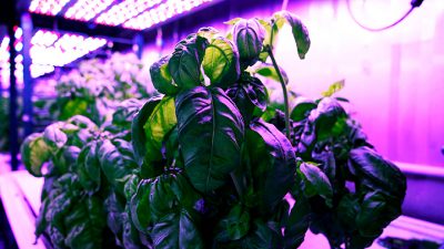 Energía La IA aprende a cultivar albahaca para hacer pesto aún más sabroso