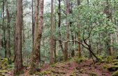 Aokigahara, el bosque de los suicidas