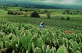 Olvídate del petróleo, México inicia la era de la propulsión a base de cactus