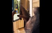 Video de chimpancé usando Instagram muestra qué tan elementales somos los primates