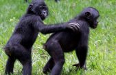 El gran simio ‘fantasma’: Un nuevo chimpancé oculto en el ADN de los bonobos