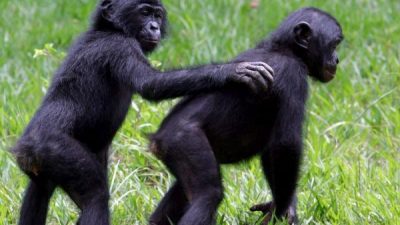 El gran simio ‘fantasma’: Un nuevo chimpancé oculto en el ADN de los bonobos