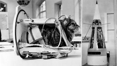 ¿Qué necesitas para mandar tu mascota al espacio?