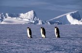 La reproducción del pingüino emperador se tambalea en la Antártida