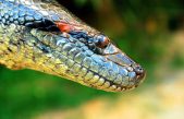 Anna, la anaconda que no necesitó macho para quedar preñada y dar a luz