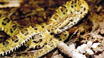 Descubren una nueva especie de serpiente yarará en una reserva natural peruana