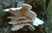 Un ‘Pleurotus ostreatus’, conocido como champiñón ostra o pleuroto en forma de ostra.comestible biodegradaría colillas de cigarrillo