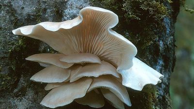 Un ‘Pleurotus ostreatus’, conocido como champiñón ostra o pleuroto en forma de ostra.comestible biodegradaría colillas de cigarrillo