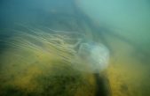 Logran un antídoto contra la medusa más letal usando técnicas CRISPR