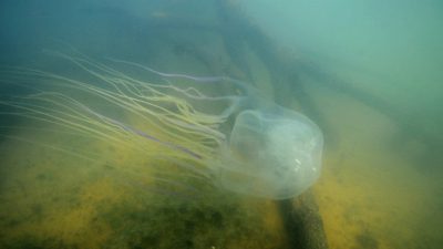 Logran un antídoto contra la medusa más letal usando técnicas CRISPR