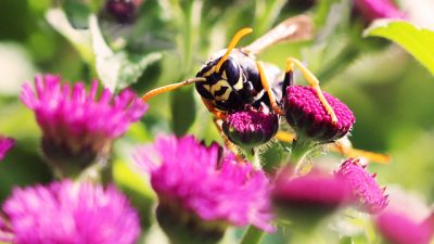 Las avispas son más inteligentes que las abejas