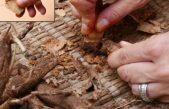 Científicos de Israel hallan evidencia de “reciclaje” en humanos hace 400 000 años