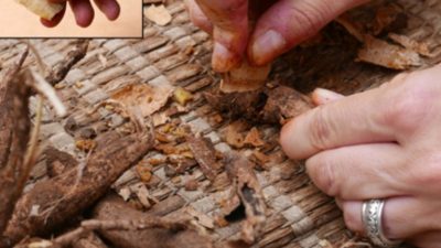 Científicos de Israel hallan evidencia de “reciclaje” en humanos hace 400 000 años