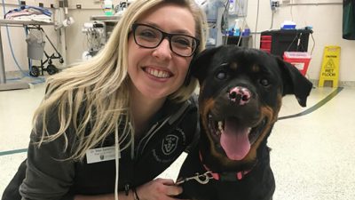 Una rottweiler se recupera de sus quemaduras con injertos de piel de pez
