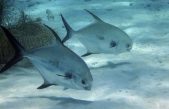 Científicos descubren una nueva forma de vida en el fondo oceánico