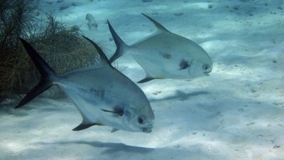 Científicos descubren una nueva forma de vida en el fondo oceánico