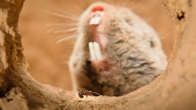 Por qué esta rata topo puede tener la clave para que no sientas dolor