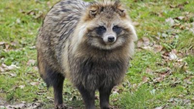 ¿Qué es un tanuki?