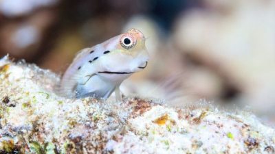 La supervivencia de los arrecifes de coral depende de los peces más diminutos del mundo