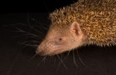 Los desconocidos tenrecs se enfrentan a la deforestación en Madagascar