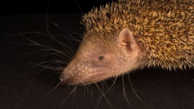 Los desconocidos tenrecs se enfrentan a la deforestación en Madagascar