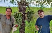 Una palmera nativa es diez veces más productiva que la soja