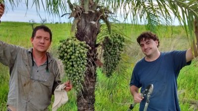 Una palmera nativa es diez veces más productiva que la soja