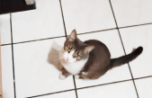 ¿Qué pasaría si todos los gatos desaparecieran?